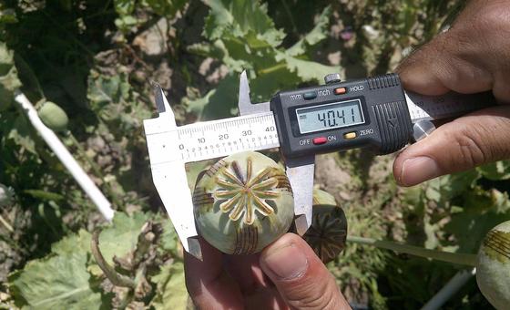 अफ़ग़ानिस्तान: अफ़ीम पोस्त की खेती में गिरावट, मगर सिंथेटिक ड्रग्स की नई चुनौती